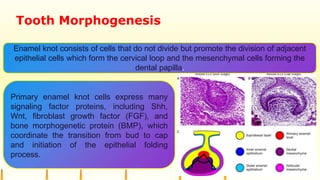 Tooth Morphogenesis
Enamel knot consists of cells that do not divide but promote the division of adjacent
epithelial cells which form the cervical loop and the mesenchymal cells forming the
dental papilla.
Primary enamel knot cells express many
signaling factor proteins, including Shh,
Wnt, fibroblast growth factor (FGF), and
bone morphogenetic protein (BMP), which
coordinate the transition from bud to cap
and initiation of the epithelial folding
process.
 