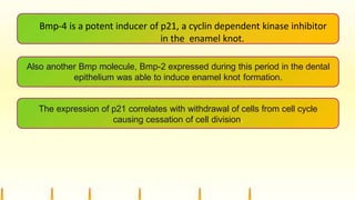 Bmp-4 is a potent inducer of p21, a cyclin dependent kinase inhibitor
in the enamel knot.
Also another Bmp molecule, Bmp-2 expressed during this period in the dental
epithelium was able to induce enamel knot formation.
The expression of p21 correlates with withdrawal of cells from cell cycle
causing cessation of cell division.
 