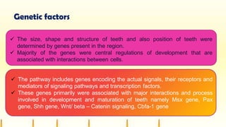 Genetic factors
 The size, shape and structure of teeth and also position of teeth were
determined by genes present in the region.
 Majority of the genes were central regulations of development that are
associated with interactions between cells.
 The pathway includes genes encoding the actual signals, their receptors and
mediators of signaling pathways and transcription factors.
 These genes primarily were associated with major interactions and process
involved in development and maturation of teeth namely Msx gene, Pax
gene, Shh gene, Wnt/ beta – Catenin signaling, Cbfa-1 gene
 
