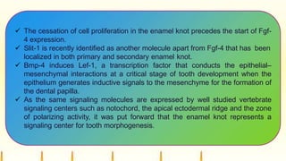  The cessation of cell proliferation in the enamel knot precedes the start of Fgf-
4 expression.
 Slit-1 is recently identified as another molecule apart from Fgf-4 that has been
localized in both primary and secondary enamel knot.
 Bmp-4 induces Lef-1, a transcription factor that conducts the epithelial–
mesenchymal interactions at a critical stage of tooth development when the
epithelium generates inductive signals to the mesenchyme for the formation of
the dental papilla.
 As the same signaling molecules are expressed by well studied vertebrate
signaling centers such as notochord, the apical ectodermal ridge and the zone
of polarizing activity, it was put forward that the enamel knot represents a
signaling center for tooth morphogenesis.
 