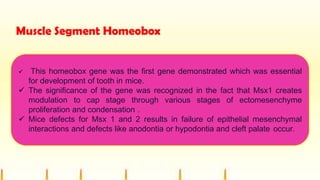 Muscle Segment Homeobox
 This homeobox gene was the first gene demonstrated which was essential
for development of tooth in mice.
 The significance of the gene was recognized in the fact that Msx1 creates
modulation to cap stage through various stages of ectomesenchyme
proliferation and condensation .
 Mice defects for Msx 1 and 2 results in failure of epithelial mesenchymal
interactions and defects like anodontia or hypodontia and cleft palate occur.
 