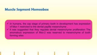 Muscle Segment Homeobox
 In humans, the cap stage of primary tooth in development has expression
of Msx-1 restricted to the dental papilla mesenchyme .
 It was suggested that they regulate dental mesenchyme proliferation The
anomalous expression of Msx-2 was reserved to mesenchyme of tooth
forming sites
 