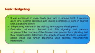Sonic Hedgehog
 It was expressed in molar tooth germ and in enamel knot. It spreads
along inner enamel epithelium and implies expression of gene in enamel
knot, a signaling centre.
 Shh pathway was one of the vital cog in embryonic development.
 Evaluative evidences clinched that Shh signaling and variants
supplement the nuances of the development process by implicating that
they predominantly determines the growth of facial structures especially
palate which was further depending upon epithelial mesenchymal
interactions .
 
