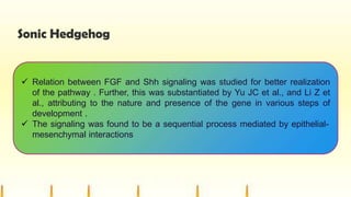 Sonic Hedgehog
 Relation between FGF and Shh signaling was studied for better realization
of the pathway . Further, this was substantiated by Yu JC et al., and Li Z et
al., attributing to the nature and presence of the gene in various steps of
development .
 The signaling was found to be a sequential process mediated by epithelial-
mesenchymal interactions
 