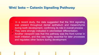 Wnt/ beta – Catenin Signaling Pathway
 In a recent study, the data suggested that the Wnt signaling
was present throughout dental epithelium and mesenchyme
during tooth development, confirming its role in overall process .
 They were strongly indicated in odontoblast differentiation.
 Another viewpoint was that this pathway was the front runner in
tooth initiation, and this was highly essential for later processes
and regulates other factors during development
 