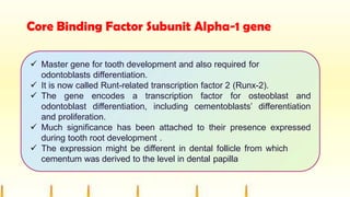 Core Binding Factor Subunit Alpha-1 gene
 Master gene for tooth development and also required for
odontoblasts differentiation.
 It is now called Runt-related transcription factor 2 (Runx-2).
 The gene encodes a transcription factor for osteoblast and
odontoblast differentiation, including cementoblasts’ differentiation
and proliferation.
 Much significance has been attached to their presence expressed
during tooth root development .
 The expression might be different in dental follicle from which
cementum was derived to the level in dental papilla
 
