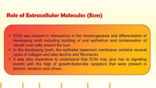 Role of Extracellular Molecules (Ecm)
 ECM was present in interactions in the morphogenesis and differentiation of
developing tooth including budding of oral epithelium and condensation of
neural crest cells around the bud.
 In the developing tooth, the epithelial basement membrane contains several
types of collagen and also laminin and fibronectin.
 It was also imperative to understand that ECM may give rise to signaling
events with the help of growth-factor-like receptors that were present in
laminin, tenascin and others .
 
