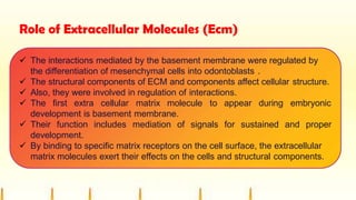 Role of Extracellular Molecules (Ecm)
 The interactions mediated by the basement membrane were regulated by
the differentiation of mesenchymal cells into odontoblasts .
 The structural components of ECM and components affect cellular structure.
 Also, they were involved in regulation of interactions.
 The first extra cellular matrix molecule to appear during embryonic
development is basement membrane.
 Their function includes mediation of signals for sustained and proper
development.
 By binding to specific matrix receptors on the cell surface, the extracellular
matrix molecules exert their effects on the cells and structural components.
 