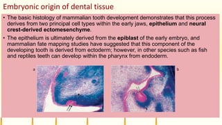 Embryonic origin of dental tissue
• The basic histology of mammalian tooth development demonstrates that this process
derives from two principal cell types within the early jaws, epithelium and neural
crest-derived ectomesenchyme.
• The epithelium is ultimately derived from the epiblast of the early embryo, and
mammalian fate mapping studies have suggested that this component of the
developing tooth is derived from ectoderm; however, in other species such as fish
and reptiles teeth can develop within the pharynx from endoderm.
a b
 