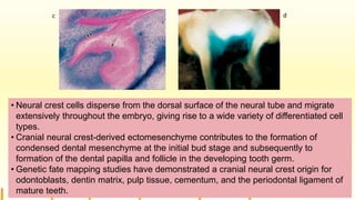 c d
• Neural crest cells disperse from the dorsal surface of the neural tube and migrate
extensively throughout the embryo, giving rise to a wide variety of differentiated cell
types.
• Cranial neural crest-derived ectomesenchyme contributes to the formation of
condensed dental mesenchyme at the initial bud stage and subsequently to
formation of the dental papilla and follicle in the developing tooth germ.
• Genetic fate mapping studies have demonstrated a cranial neural crest origin for
odontoblasts, dentin matrix, pulp tissue, cementum, and the periodontal ligament of
mature teeth.
 
