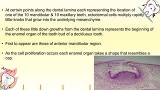 • At certain points along the dental lamina each representing the location of
one of the 10 mandibular & 10 maxillary teeth, ectodermal cells multiply rapidly &
little knobs that grow into the underlying mesenchyme.
• Each of these little down growths from the dental lamina represents the beginning of
the enamel organ of the tooth bud of a deciduous tooth.
• First to appear are those of anterior mandibular region.
• As the cell proliferation occurs each enamel organ takes a shape that resembles a
cap.
 