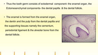 • Thus the tooth germ consists of ectodermal component- the enamel organ, the
Ectomesenchymal components- the dental papilla & the dental follicle.
• The enamel is formed from the enamel organ,
the dentin and the pulp from the dental papilla and
the supporting tissues namely the cementum,
periodontal ligament & the alveolar bone from the
dental follicle.
 