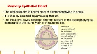 Primary Epithelial Band
• The oral ectoderm is neural crest or ectomesenchyme in origin.
• It is lined by stratified squamous epithelium.
• The initial oral cavity develops after the rupture of the buccopharyngeal
membrane at the fourth week of intrauterine life.
Schematic
representation of
the early oral
cavity showing the
internal surface of
the upper and
lower jaws and
illustrating the
position of the
primary.
 