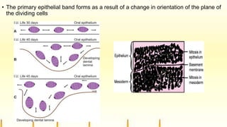 • The primary epithelial band forms as a result of a change in orientation of the plane of
the dividing cells
 