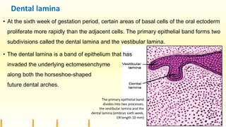 Dental lamina
• At the sixth week of gestation period, certain areas of basal cells of the oral ectoderm
proliferate more rapidly than the adjacent cells. The primary epithelial band forms two
subdivisions called the dental lamina and the vestibular lamina.
• The dental lamina is a band of epithelium that has
invaded the underlying ectomesenchyme
along both the horseshoe-shaped
future dental arches.
The primary epithelial band
divides into two processes,
the vestibular lamina and the
dental lamina (embryo sixth week,
CR length 10 mm)
 