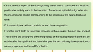 • On the anterior aspect of the down-growing dental lamina, continued and localized
proliferative activity leads to the formation of a series of epithelial outgrowths into
the mesenchyme at sites corresponding to the positions of the future deciduous
teeth.
• Ectomesenchymal cells accumulate around these outgrowths.
• From this point, tooth development proceeds in three stages: the bud, cap, and bell.
• These terms are descriptive of the morphology of the developing tooth germ but do
not describe the significant functional changes that occur during development, such
as morphogenesis and histodifferentiation.
 