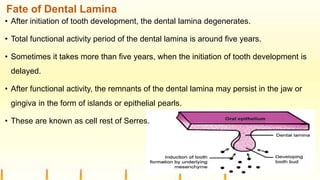 Fate of Dental Lamina
• After initiation of tooth development, the dental lamina degenerates.
• Total functional activity period of the dental lamina is around five years.
• Sometimes it takes more than five years, when the initiation of tooth development is
delayed.
• After functional activity, the remnants of the dental lamina may persist in the jaw or
gingiva in the form of islands or epithelial pearls.
• These are known as cell rest of Serres.
 