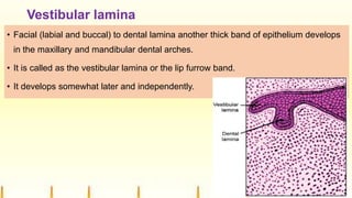 Vestibular lamina
• Facial (labial and buccal) to dental lamina another thick band of epithelium develops
in the maxillary and mandibular dental arches.
• It is called as the vestibular lamina or the lip furrow band.
• It develops somewhat later and independently.
 