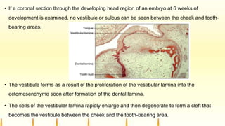 • If a coronal section through the developing head region of an embryo at 6 weeks of
development is examined, no vestibule or sulcus can be seen between the cheek and tooth-
bearing areas.
• The vestibule forms as a result of the proliferation of the vestibular lamina into the
ectomesenchyme soon after formation of the dental lamina.
• The cells of the vestibular lamina rapidly enlarge and then degenerate to form a cleft that
becomes the vestibule between the cheek and the tooth-bearing area.
 
