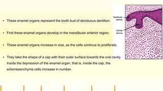 • These enamel organs represent the tooth bud of deciduous dentition.
• First these enamel organs develop in the mandibular anterior region.
• These enamel organs increase in size, as the cells continue to proliferate.
• They take the shape of a cap with their outer surface towards the oral cavity.
Inside the depression of the enamel organ, that is, inside the cap, the
ectomesenchyme cells increase in number.
 