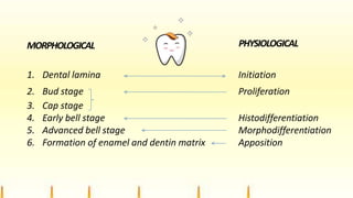 MORPHOLOGICAL
1. Dental lamina Initiation
2. Bud stage Proliferation
3. Cap stage
4. Early bell stage Histodifferentiation
5. Advanced bell stage Morphodifferentiation
6. Formation of enamel and dentin matrix Apposition
PHYSIOLOGICAL
 
