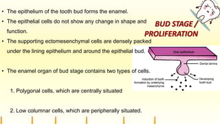 BUD STAGE /
PROLIFERATION
• The epithelium of the tooth bud forms the enamel.
• The epithelial cells do not show any change in shape and
function.
• The supporting ectomesenchymal cells are densely packed
under the lining epithelium and around the epithelial bud.
• The enamel organ of bud stage contains two types of cells.
1. Polygonal cells, which are centrally situated
2. Low columnar cells, which are peripherally situated.
 