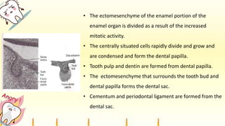 • The ectomesenchyme of the enamel portion of the
enamel organ is divided as a result of the increased
mitotic activity.
• The centrally situated cells rapidly divide and grow and
are condensed and form the dental papilla.
• Tooth pulp and dentin are formed from dental papilla.
• The ectomesenchyme that surrounds the tooth bud and
dental papilla forms the dental sac.
• Cementum and periodontal ligament are formed from the
dental sac.
 