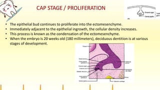 CAP STAGE / PROLIFERATION
• The epithelial bud continues to proliferate into the ectomesenchyme.
• Immediately adjacent to the epithelial ingrowth, the cellular density increases.
• This process is known as the condensation of the ectomesenchyme.
• When the embryo is 20 weeks old (180 millimeters), deciduous dentition is at various
stages of development.
 
