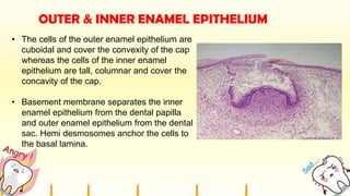 OUTER & INNER ENAMEL EPITHELIUM
• The cells of the outer enamel epithelium are
cuboidal and cover the convexity of the cap
whereas the cells of the inner enamel
epithelium are tall, columnar and cover the
concavity of the cap.
• Basement membrane separates the inner
enamel epithelium from the dental papilla
and outer enamel epithelium from the dental
sac. Hemi desmosomes anchor the cells to
the basal lamina.
 