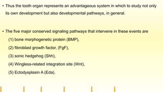 • Thus the tooth organ represents an advantageous system in which to study not only
its own development but also developmental pathways, in general.
• The five major conserved signaling pathways that intervene in these events are
(1) bone morphogenetic protein (BMP),
(2) fibroblast growth factor, (FgF),
(3) sonic hedgehog (Shh),
(4) Wingless-related integration site (Wnt),
(5) Ectodysplasin A (Eda).
 