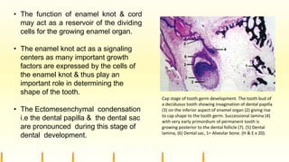 • The function of enamel knot & cord
may act as a reservoir of the dividing
cells for the growing enamel organ.
• The enamel knot act as a signaling
centers as many important growth
factors are expressed by the cells of
the enamel knot & thus play an
important role in determining the
shape of the tooth.
• The Ectomesenchymal condensation
i.e the dental papilla & the dental sac
are pronounced during this stage of
dental development.
Cap stage of tooth germ development. The tooth bud of
a deciduous tooth showing invagination of dental papilla
(3) on the inferior aspect of enamel organ (2) giving rise
to cap shape to the tooth germ. Successional lamina (4)
with very early primordium of permanent tooth is
growing posterior to the dental follicle (7). (5) Dental
lamina, (6) Dental sac, 1= Alveolar bone. (H & E x 20).
 