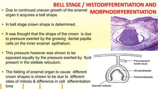 BELL STAGE / HISTODIFFERENTIATION AND
MORPHODIFFERENTIATION
• Due to continued uneven growth of the enamel
organ it acquires a bell shape.
• In bell stage crown shape is determined.
• It was thought that the shape of the crown is due
to pressure exerted by the growing dental papilla
cells on the inner enamel epithelium.
• This pressure however was shown to be
opposed equally by the pressure exerted by fluid
present in the stellate reticulum.
• The folding of enamel organ to cause different
crown shapes is shown to be due to different
rates of mitosis & difference in cell differentiation
time
 