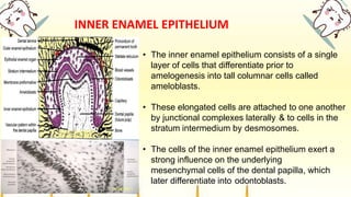 INNER ENAMEL EPITHELIUM
• The inner enamel epithelium consists of a single
layer of cells that differentiate prior to
amelogenesis into tall columnar cells called
ameloblasts.
• These elongated cells are attached to one another
by junctional complexes laterally & to cells in the
stratum intermedium by desmosomes.
• The cells of the inner enamel epithelium exert a
strong influence on the underlying
mesenchymal cells of the dental papilla, which
later differentiate into odontoblasts.
 