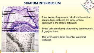 STRATUM INTERMEDIUM
• A few layers of squamous cells form the stratum
intermedium , between the inner enamel
epithelium & the stellate reticulum
• These cells are closely attached by desmosomes
& gap junctions
• This layer seems to be essential to enamel
formation
 