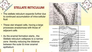 STELLATE RETICULUM
• The stellate reticulum expands further due
to continued accumulation of intra-cellular
fluid
• These star shaped cells, having a large
processes anastomose with those of
adjacent cells
• As the enamel formation starts., the
Stellate reticulum collapses to a narrow
zone thereby reducing the distance
between the outer & inner enamel
epithelium
 