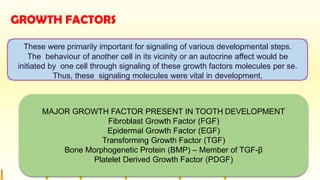 GROWTH FACTORS
These were primarily important for signaling of various developmental steps.
The behaviour of another cell in its vicinity or an autocrine affect would be
initiated by one cell through signaling of these growth factors molecules per se.
Thus, these signaling molecules were vital in development.
MAJOR GROWTH FACTOR PRESENT IN TOOTH DEVELOPMENT
Fibroblast Growth Factor (FGF)
Epidermal Growth Factor (EGF)
Transforming Growth Factor (TGF)
Bone Morphogenetic Protein (BMP) – Member of TGF-β
Platelet Derived Growth Factor (PDGF)
 