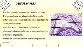 DENTAL PAPILLA
• The dental papilla is covered by the enamel organ.
• The mesenchymal peripheral cells of the papilla
differentiate into specialized cells called odontoblasts,
which produce dentin.
• First, they are cuboidal-shaped and are then
elongated to become columnar in shape and produce
a thin layer of predentin.
• Thereafter, the inner enamel epithelium produces
enamel.
 