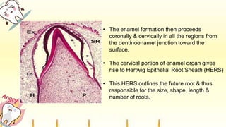 • The enamel formation then proceeds
coronally & cervically in all the regions from
the dentinoenamel junction toward the
surface.
• The cervical portion of enamel organ gives
rise to Hertwig Epithelial Root Sheath (HERS)
• This HERS outlines the future root & thus
responsible for the size, shape, length &
number of roots.
 