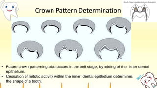 • Future crown patterning also occurs in the bell stage, by folding of the inner dental
epithelium.
• Cessation of mitotic activity within the inner dental epithelium determines
the shape of a tooth.
Crown Pattern Determination
 