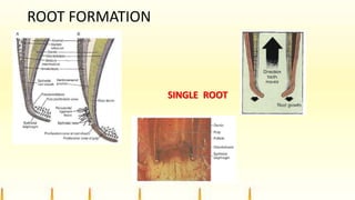 ROOT FORMATION
SINGLE ROOT
 