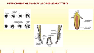 DEVELOPMENT OF PRIMARY AND PERMANENT TEETH
 