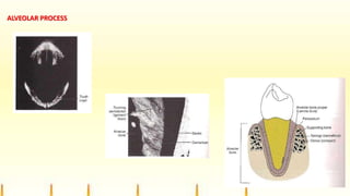 ALVEOLAR PROCESS
 