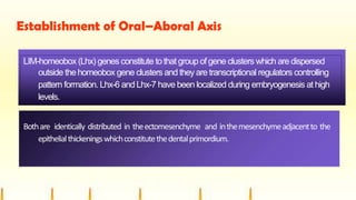 Establishment of Oral–Aboral Axis
LIM-homeobox (Lhx) genes constitute tothat group of gene clusters which are dispersed
outside the homeobox gene clusters and they are transcriptional regulators controlling
pattern formation. Lhx-6 and Lhx-7 have been localized during embryogenesis at high
levels.
Bothare identically distributed in theectomesenchyme and inthemesenchymeadjacentto the
epithelialthickeningswhichconstitutethedentalprimordium.
 