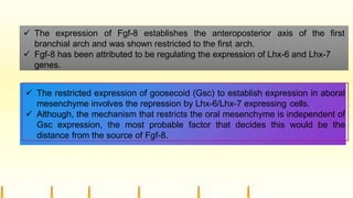  The expression of Fgf-8 establishes the anteroposterior axis of the first
branchial arch and was shown restricted to the first arch.
 Fgf-8 has been attributed to be regulating the expression of Lhx-6 and Lhx-7
genes.
 The restricted expression of goosecoid (Gsc) to establish expression in aboral
mesenchyme involves the repression by Lhx-6/Lhx-7 expressing cells.
 Although, the mechanism that restricts the oral mesenchyme is independent of
Gsc expression, the most probable factor that decides this would be the
distance from the source of Fgf-8.
 