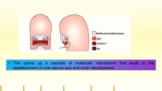  This opens up a cascade of molecular interactions that leads to the
establishment of oral–aboral axis and tooth development
 