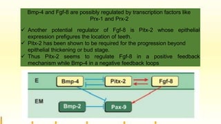 Bmp-4 and Fgf-8 are possibly regulated by transcription factors like
Prx-1 and Prx-2
 Another potential regulator of Fgf-8 is Pitx-2 whose epithelial
expression prefigures the location of teeth.
 Pitx-2 has been shown to be required for the progression beyond
epithelial thickening or bud stage.
 Thus Pitx-2 seems to regulate Fgf-8 in a positive feedback
mechanism while Bmp-4 in a negative feedback loops
 