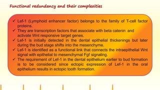  Lef-1 (Lymphoid enhancer factor) belongs to the family of T-cell factor
proteins.
 They are transcription factors that associate with beta catenin and
activate Wnt responsive target genes.
 Lef-1 is initially detected in the dental epithelial thickenings but later
during the bud stage shifts into the mesenchyme.
 Lef-1 is identified as a functional link that connects the intraepithelial Wnt
signal with epithelial to mesenchymal Fgf signaling.
 The requirement of Lef-1 in the dental epithelium earlier to bud formation
is to be considered since ectopic expression of Lef-1 in the oral
epithelium results in ectopic tooth formation.
Functional redundancy and their complexities
 