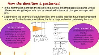 How the dentition is patterned
• In the mammalian dentition the teeth form a series of homologous structures whose
differences along the jaw axis can be described in terms of changes in shape and
size.
• Based upon the analysis of adult dentition, two classic theories have been proposed
to account for the developmental mechanisms responsible for patterning this axis.
THE FIELD THEORY
states that the
ectomesenchyme is only
programed to form teeth
of one family, but it is
acted upon by the local
factors which modify the
shape subsequently.
THE CLADE THEORY
or clone theory proposes
that the
ectomesenchyme is
initially programed into
different clones that form
the different families of
teeth.
 