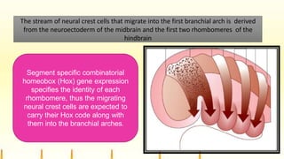 The stream of neural crest cells that migrate into the first branchial arch is derived
from the neuroectoderm of the midbrain and the first two rhombomeres of the
hindbrain
Segment specific combinatorial
homeobox (Hox) gene expression
specifies the identity of each
rhombomere, thus the migrating
neural crest cells are expected to
carry their Hox code along with
them into the branchial arches.
 