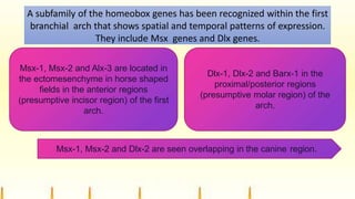 A subfamily of the homeobox genes has been recognized within the first
branchial arch that shows spatial and temporal patterns of expression.
They include Msx genes and Dlx genes.
Msx-1, Msx-2 and Alx-3 are located in
the ectomesenchyme in horse shaped
fields in the anterior regions
(presumptive incisor region) of the first
arch.
Dlx-1, Dlx-2 and Barx-1 in the
proximal/posterior regions
(presumptive molar region) of the
arch.
Msx-1, Msx-2 and Dlx-2 are seen overlapping in the canine region.
 